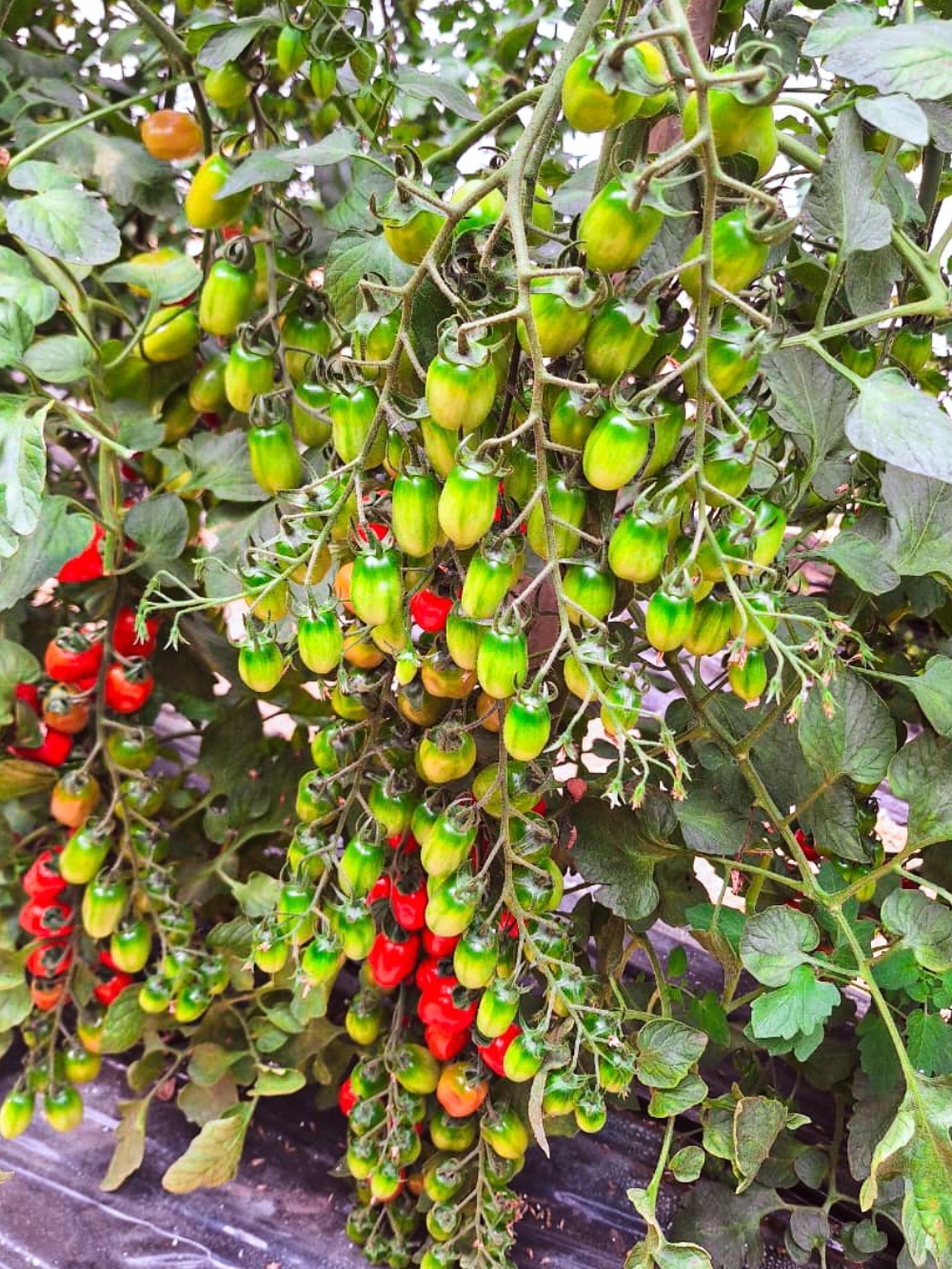 Impulsan la producción intensiva de tomate cherry para diversificar la horticultura en Misiones