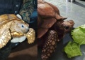 Rescataron una tortuga que deambulaba por un barrio de Dos de Mayo