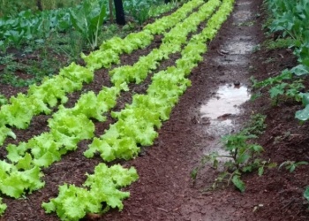 Advierten daños en yerba, acelga y mandioca después de tantas lluvias