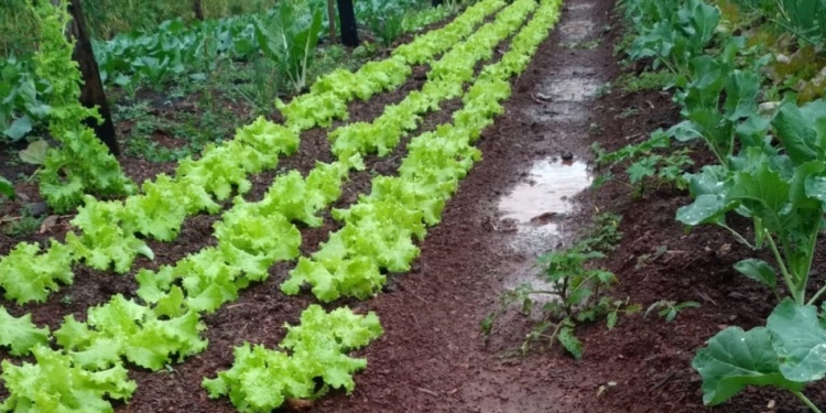 PREVÉN PERDIDAS. La caída de agua en la zona productora afecta en distintos sentidos, la producción hortícola sensible es la primera afectada.