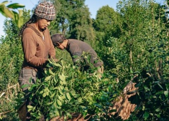 Andresito pierde catorce presupuestos anuales por el bajo precio de la hoja verde