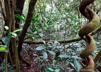 Ecosanación: lo bueno y lo malo de comparar
