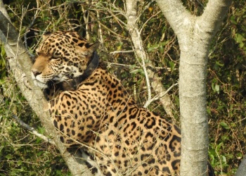 Inédita escena en el Iberá: una yaguareté tuvo que refugiarse en un árbol tras ser perseguida por pecaríes