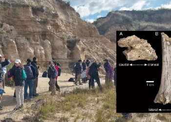 Descubrieron fósiles de 65 mil años en Corrientes: ¿a qué animal pertenecen realmente?
