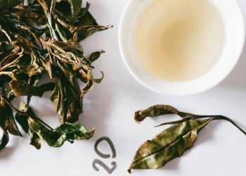 El té del INTA suma premios y nuevas variedades de especialidad