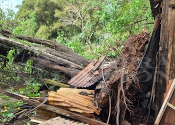 Posadas: un árbol cayó durante la tormenta y levantó la pared de una habitación en el barrio Faraón