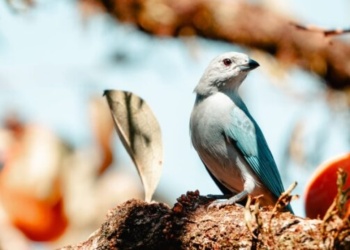 Ruta de las Aves de Misiones: cinco zonas para descubrir la biodiversidad de la provincia