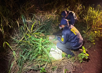 La Policía Federal secuestró casi 100 kilos de marihuana en Puerto Esperanza