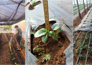 Misiones fortalece la producción florícola con nuevas variedades de gerberas