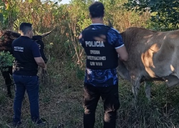 Robaron dos bueyes en San Pedro y los recuperaron en San Vicente