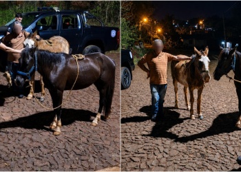 “Gaucho” y “Bayo” regresaron a su hogar tras ser robados en Oberá