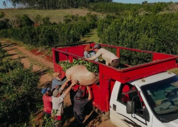 Misiones habilitó una nueva herramienta de financiamiento para la cadena yerbatera