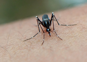 El “Súper Niño” enciende las alarmas sanitarias por el dengue