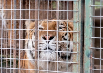Del cautiverio a los santuarios: trasladaron 30 felinos del exzoológico de Luján