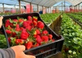 La semihidroponía impulsa una revolución en el cultivo de frutillas en Misiones