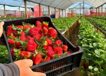 La semihidroponía impulsa una revolución en el cultivo de frutillas en Misiones