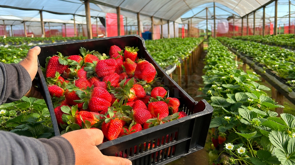 La semihidroponía impulsa una revolución en el cultivo de frutillas en Misiones