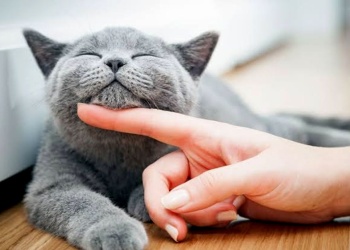 Más autonomía, menos espacio y nuevas rutinas: por qué los gatos ganan lugar en los hogares