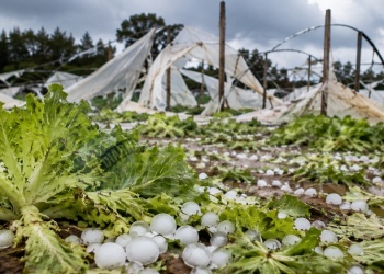 El granizo golpeó a las huertas misioneras: anticipan pérdidas y menos verduras en las ferias