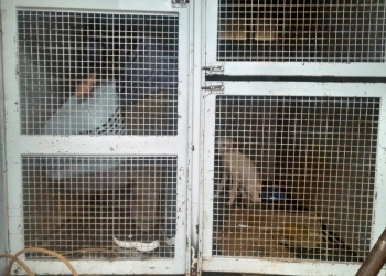 Secuestraron 8 perros y 6 gatos durante un allanamiento por una causa de presunto maltrato animal en Posadas