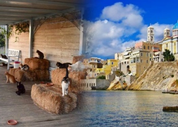 Buscan voluntarios para vivir en una isla de Grecia: ofrecen alojamiento gratis a cambio de cuidar gatos