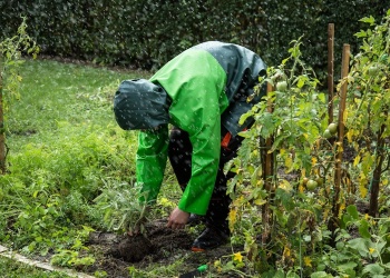 Cómo cuidar los frutales ante El Niño: “Podas, cobertura verde y productos a base de cobre”