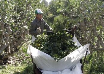 Lluvias intensas: recomendaciones para el manejo de los yerbales
