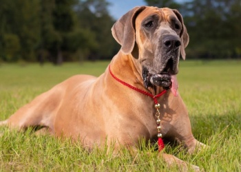 Un nombre para mi perro