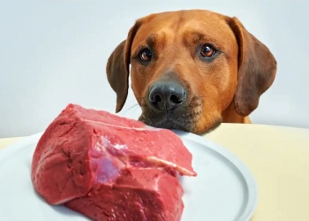 Datos curiosos sobre perros