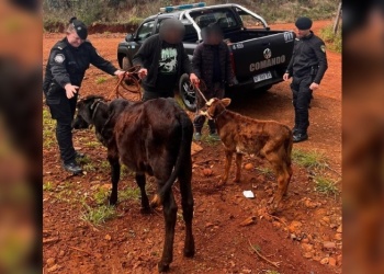 Colono recuperó su ternero y su novillo en Oberá: los tenía un vecino