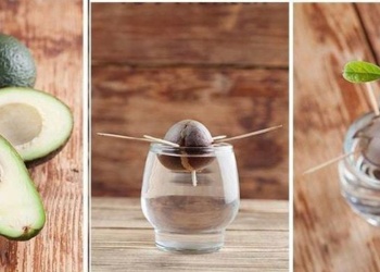 Cómo germinar una semilla de palta y convertirla en un árbol