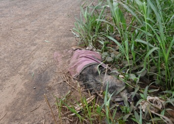 Advierten inacción municipal ante el descarte de mascotas muertas