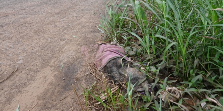 DRAMÁTICO. Los restos de los cuerpos muertos de animales aparecen a lo largo de la calle 60 en el Acceso Oeste.