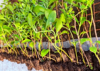 Biofábrica ofrece plantines de stevia con alto rendimiento productivo