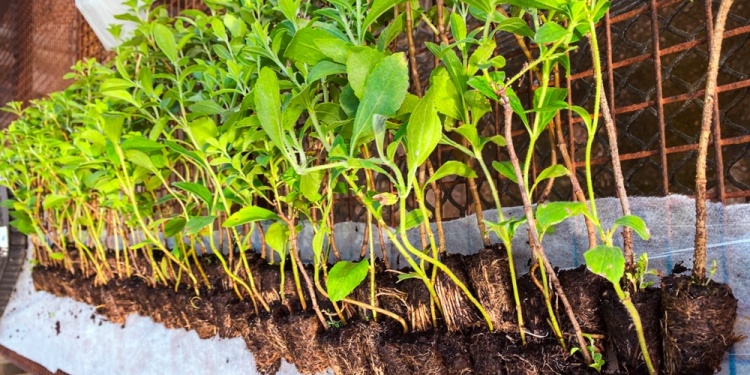 MÁS PRODUCCIÓN. Así se ven los plantines seleccionados de stevia.