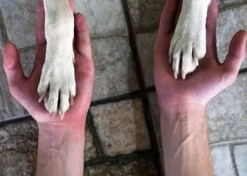 Proyecto para regular criaderos: un veterinario aseguró que “no tiene ni pie ni cabeza”