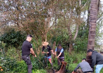 Del susto al alivio: rescataron a un caballo que había quedado atrapado en un pozo
