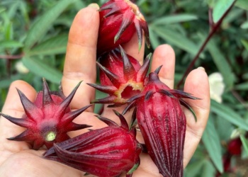 Rosella, la nueva alternativa que busca ganar espacio en Misiones