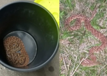 Encontraron una yarará crucera en una estación de servicio de Posadas
