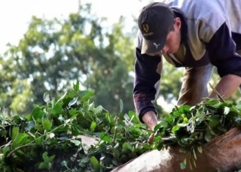 No solo a Brasil: peones rurales también van a trabajar a Paraguay