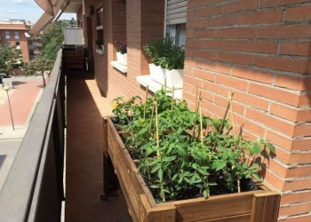 Todas las técnicas para empezar una huerta en casa desde cero
