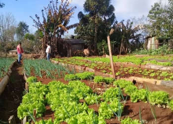 La primavera activa a las plantas: las claves detrás de los primeros brotes