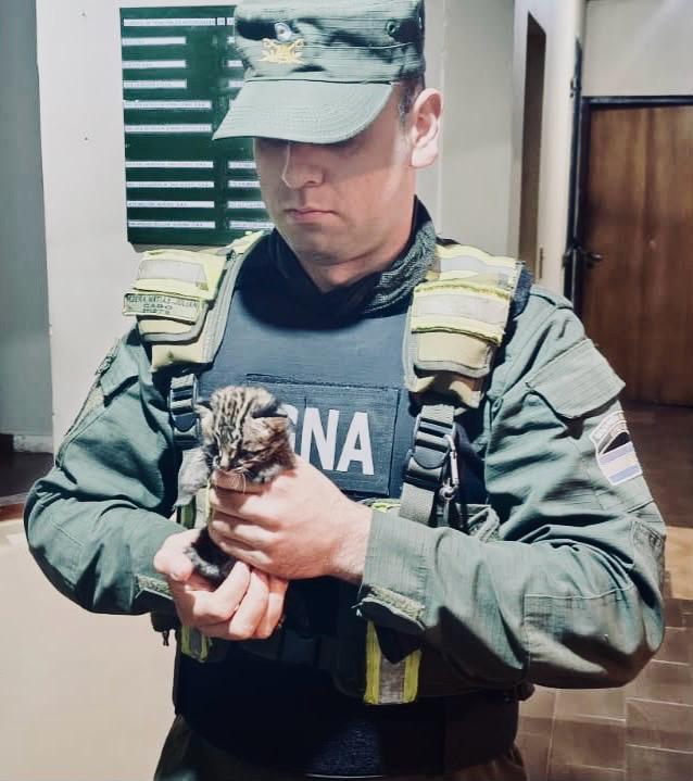 Cría de gato tirica rescatada en Colonia Aurora