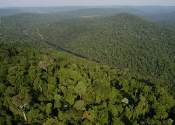 Misiones eleva al 45% los fondos por créditos de carbono para propietarios de bosques nativos