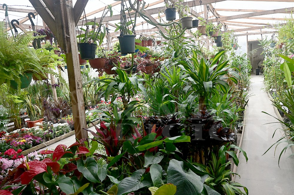 Vivero en Posadas