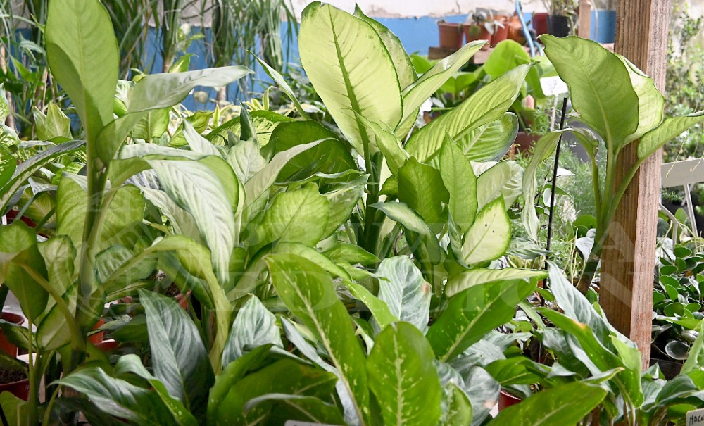 Flores y plantas