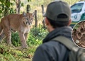 Si aparece un puma, recomiendan no darle la espalda, alejarse y avisar a las autoridades