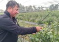 Arándanos en Corrientes: desafíos y el secreto de un cultivo exigente