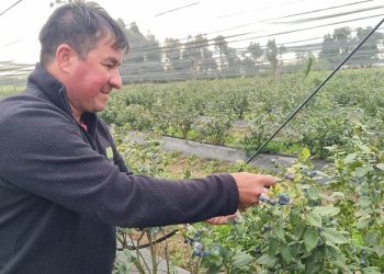 Arándanos en Corrientes: desafíos y el secreto de un cultivo exigente