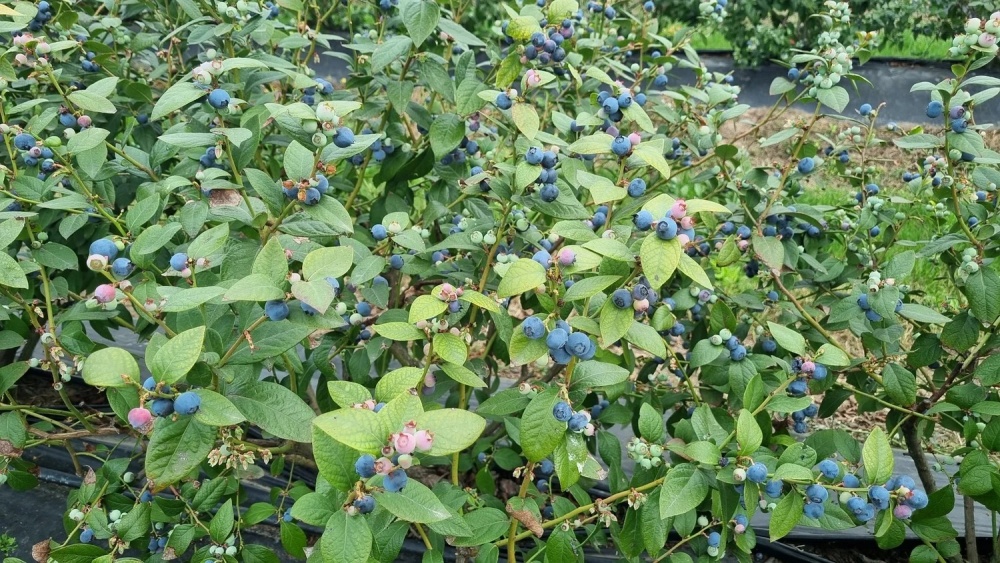 Arándanos en Corrientes: desafíos y el secreto de un cultivo exigente